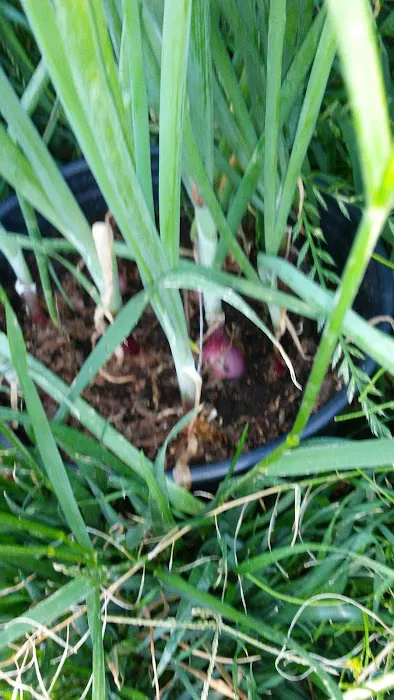 Sun Gardens Picture 1