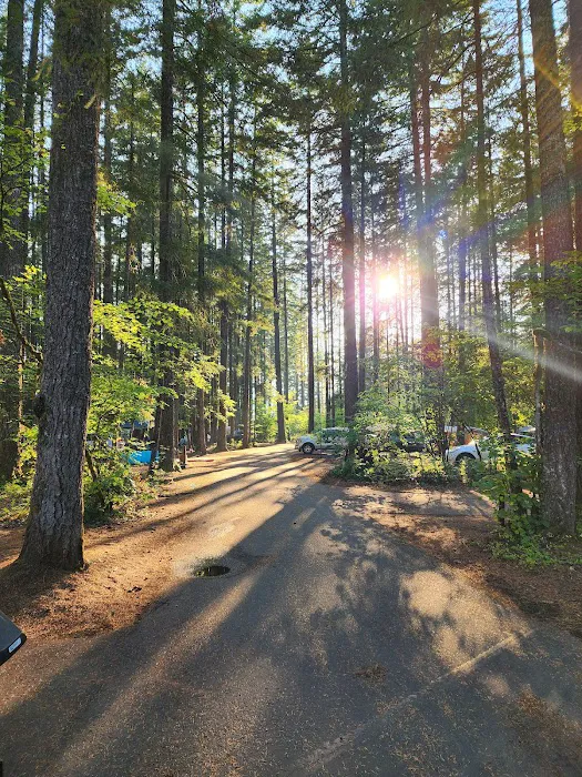 Swift Forest Camp Picture 10