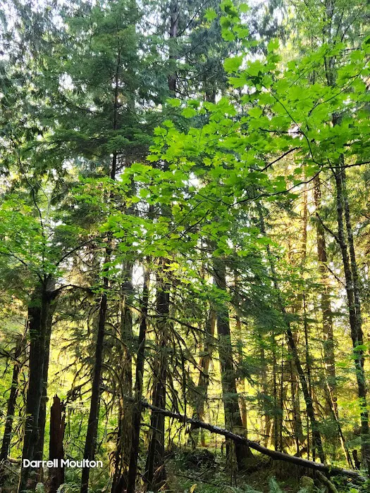 Swift Forest Camp Picture 5