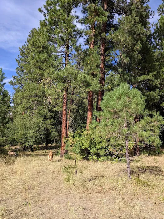 South Fork Group Campground Picture 10
