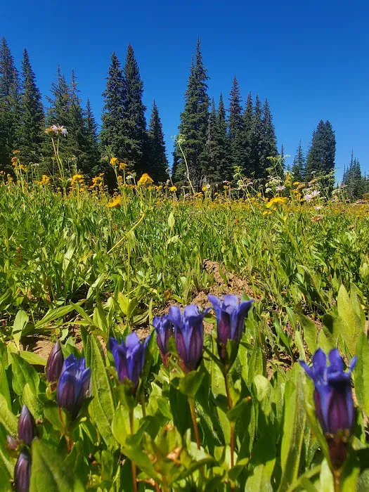 Clover Flats Campground Picture 1