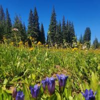 Clover Flats Campground ico