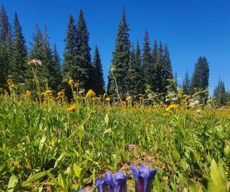 Clover Flats Campground