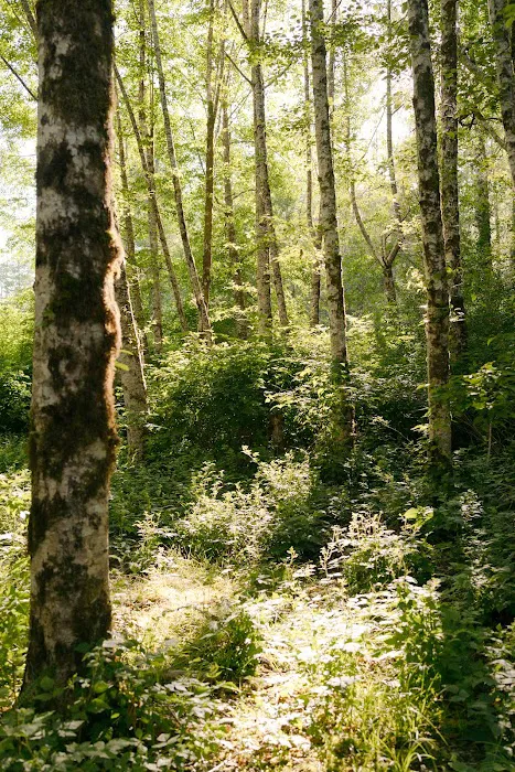 Wandering Woodlands Picture 6