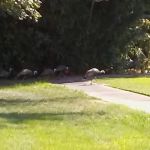 Cedarwood Mobile Home Park