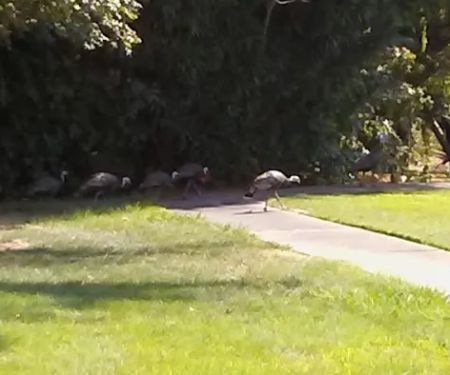 Cedarwood Mobile Home Park