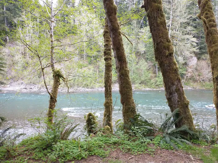 Hoh Oxbow Campground Picture 2