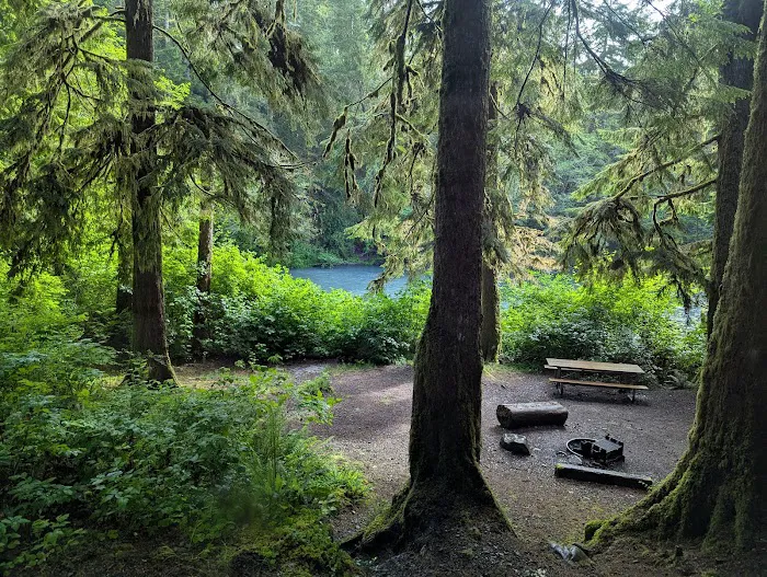 Hoh Oxbow Campground Picture 8