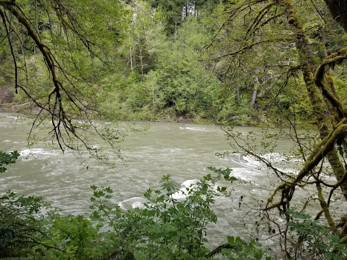 Hoh Oxbow Campground Picture 1