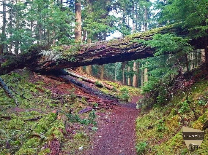 LEANTO | Camp Orcas Picture 10