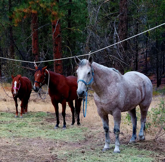 Whistlin' Pine Ranch Picture 9