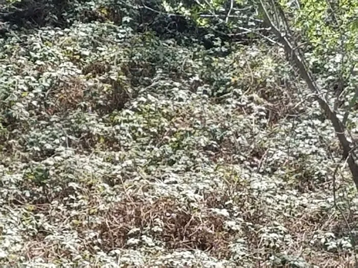 Golden Feather Mobile Home Park Picture 10