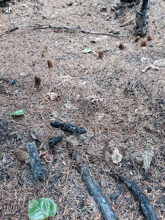 Mystery Campground Picture 6