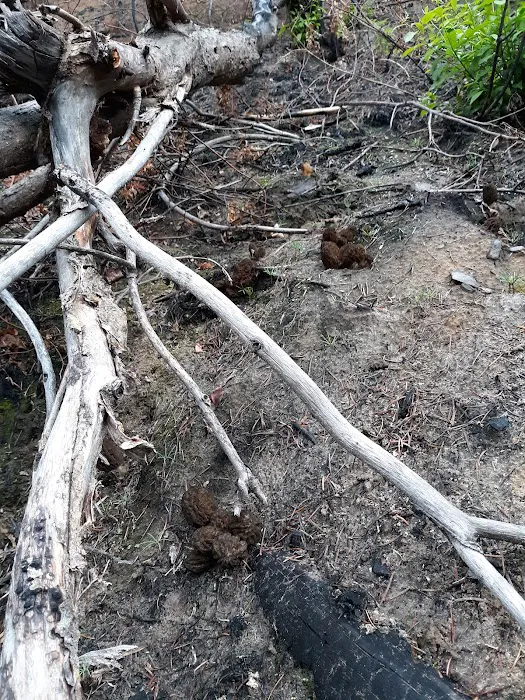Mystery Campground Picture 5