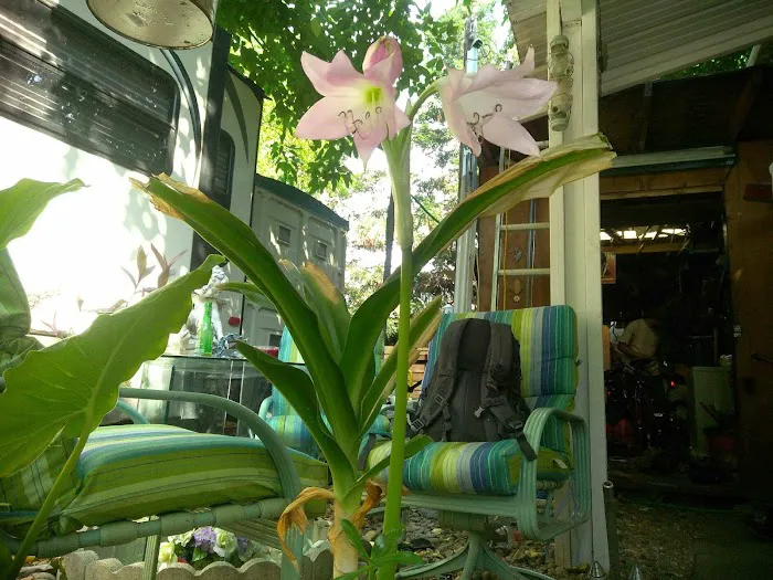 Almond Grove Mobile Home & RV Park Picture 6