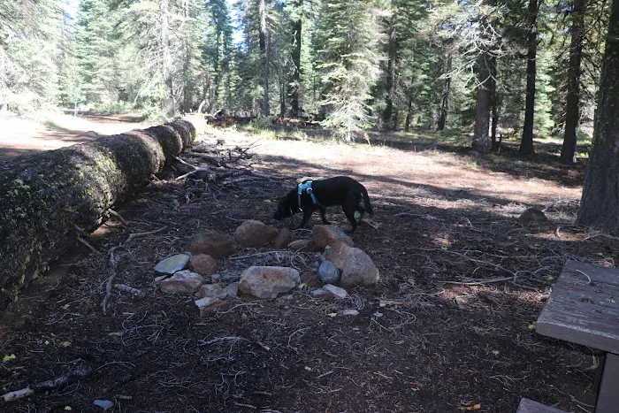 Little Grizzly Campground Picture 3