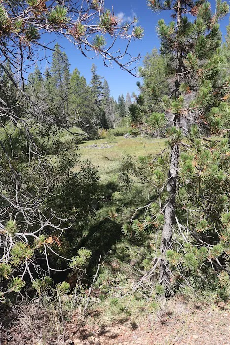 Little Grizzly Campground Picture 10