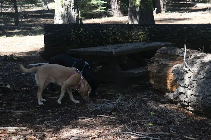 Little Grizzly Campground Picture 8