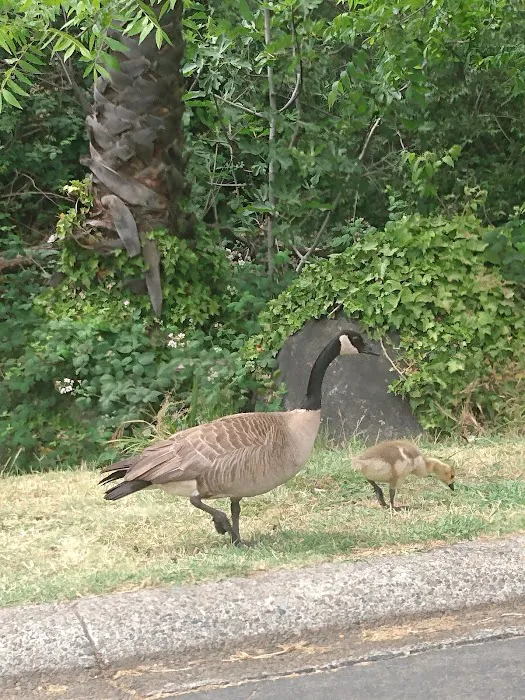 Sierra Lakes Mobile Home Park Picture 5