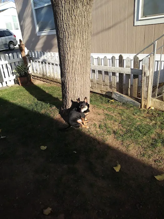 Royal Oaks Mobile Park Picture 4
