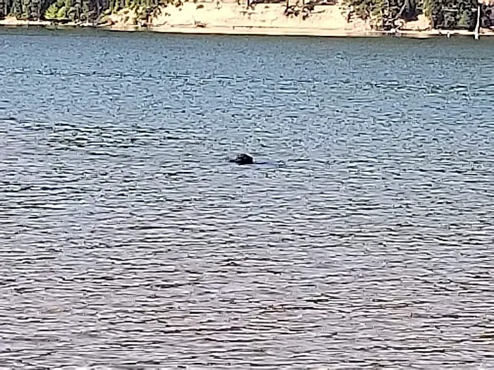 Ponderosa Flat Campground Picture 7