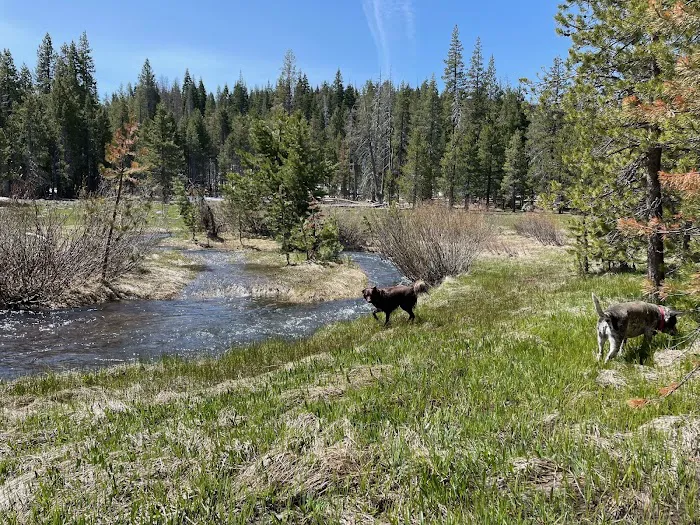 Sagehen Creek Campground Picture 7