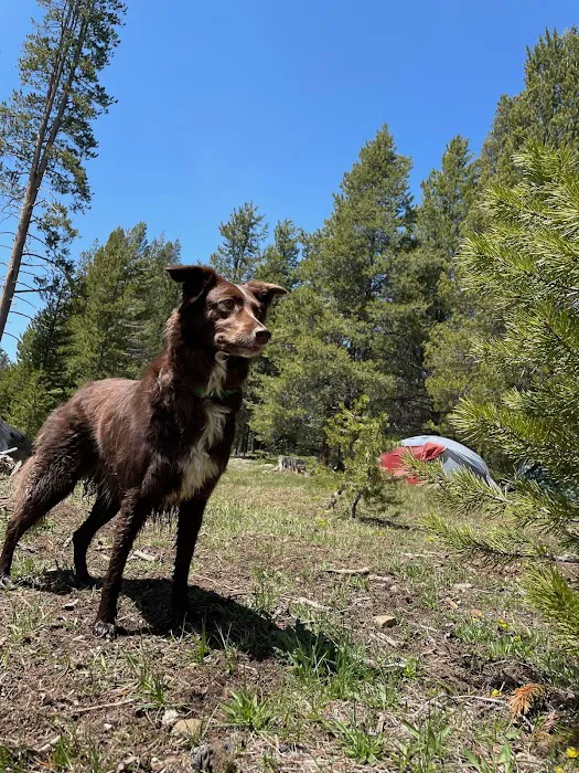 Sagehen Creek Campground Picture 6