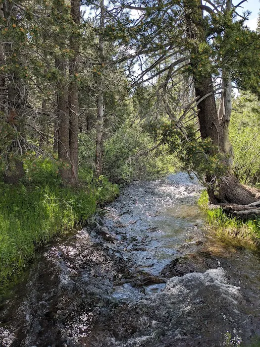 Sagehen Creek Campground Picture 10