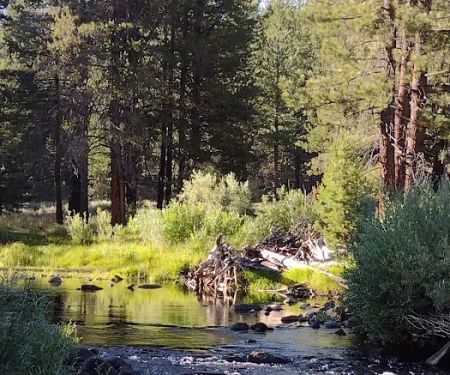 Upper Little Truckee Campground