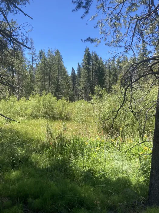 Lower Little Truckee Campground Picture 7