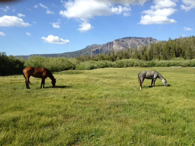 Plasse's Resort Picture 5