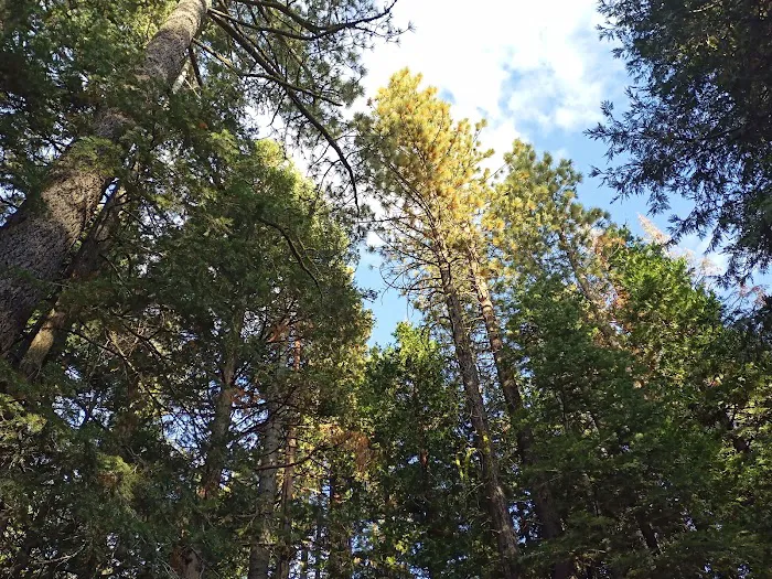 William Kent Campground Picture 10