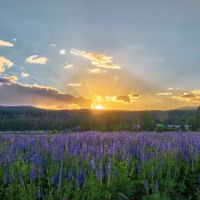 Lake Forest Campground ico