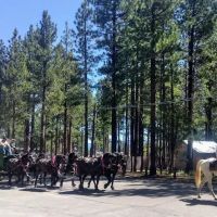 City of Lake Tahoe Campground ico