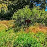 Mono Campground