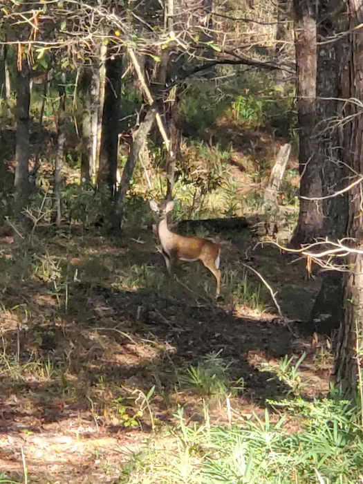 Turkey Fork Recreation Area Picture 1