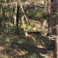 Turkey Fork Recreation Area ico