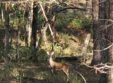 Turkey Fork Recreation Area