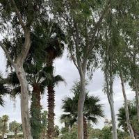 Storm's Crossing Mobile Estate ico