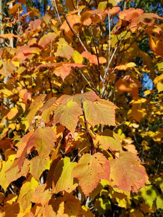 Iron Lake Campground Picture 3