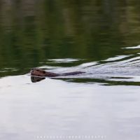 BWCA Campsite #752 ico