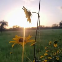 Aranama RV Park of Goliad ico