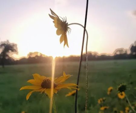 Aranama RV Park of Goliad