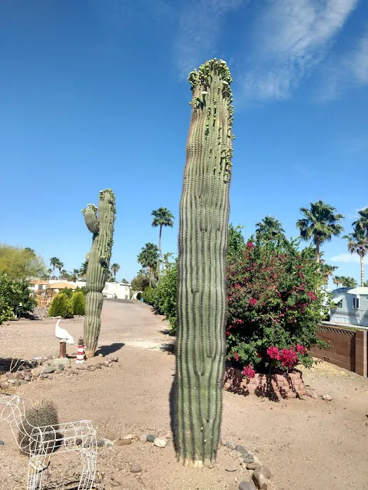 Lost Dutchman RV Resort Picture 5