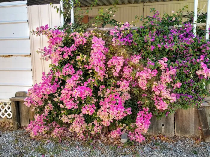 Mission Oaks Mobile Home Park Picture 7