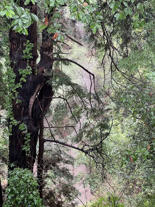 Aptos Knoll Mobilehome Park Picture 6