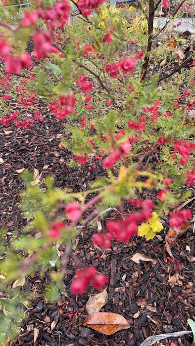 Aptos Knoll Mobilehome Park Picture 3