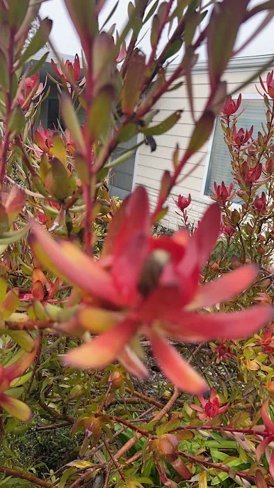 Aptos Knoll Mobilehome Park Picture 4
