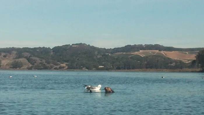 Moss Landing Park Picture 1