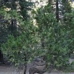 Shake Camp Campground